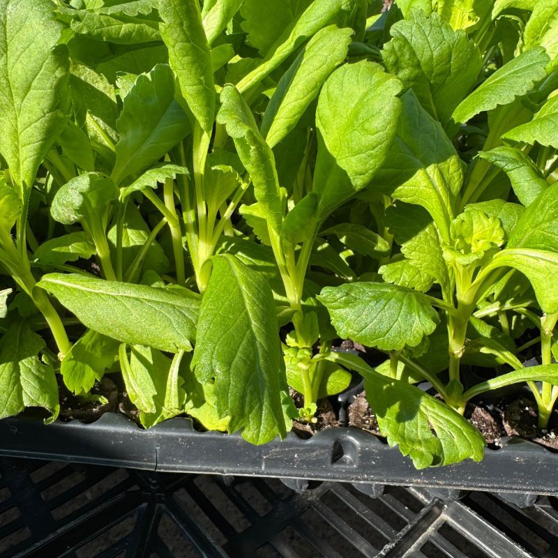 Scabiosa Bon Bon Scoop™ French Vanilla