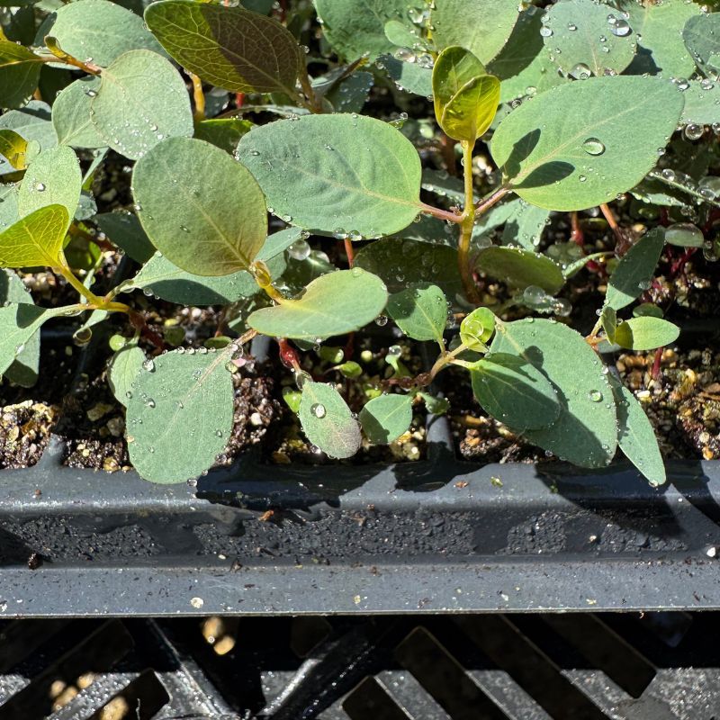 Eucalyptus Polyanthemos 10