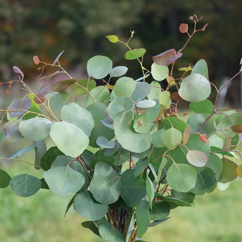 Eucalyptus Polyanthemos 10 Eucalyptus Polyanthemos 10