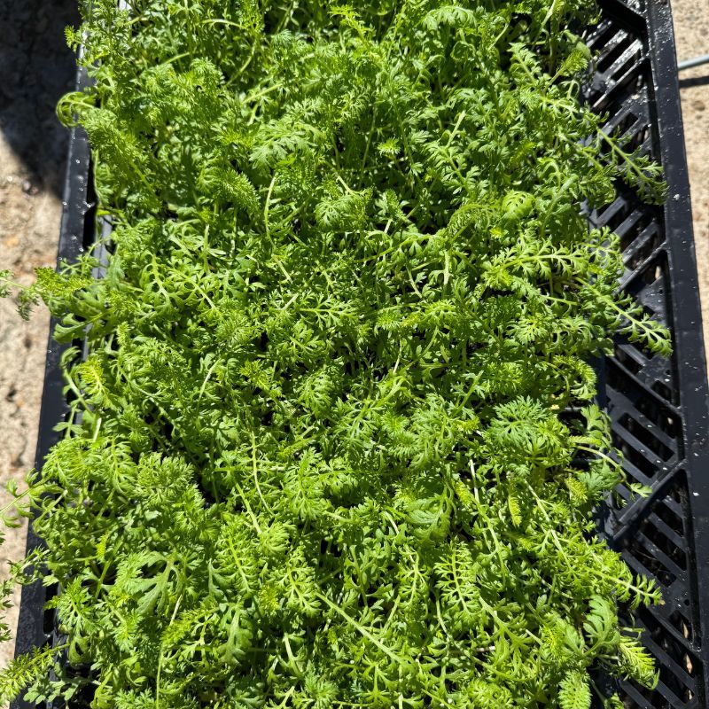 Yarrow Flowerburst Fruitbowl