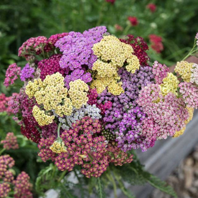 Yarrow Flowerburst Fruitbowl