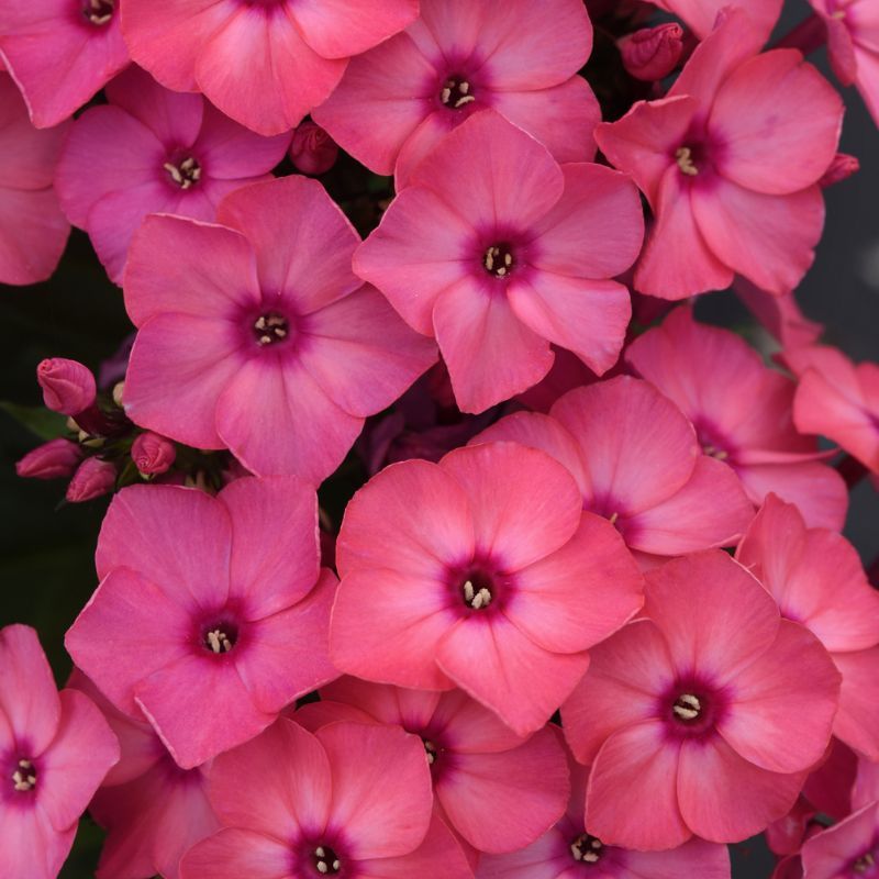 Phlox Super Ka-Pow® Coral