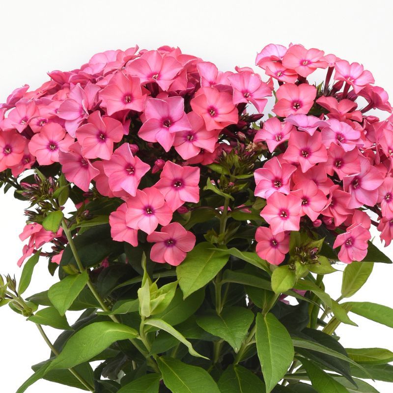 Phlox Super Ka-Pow® Coral