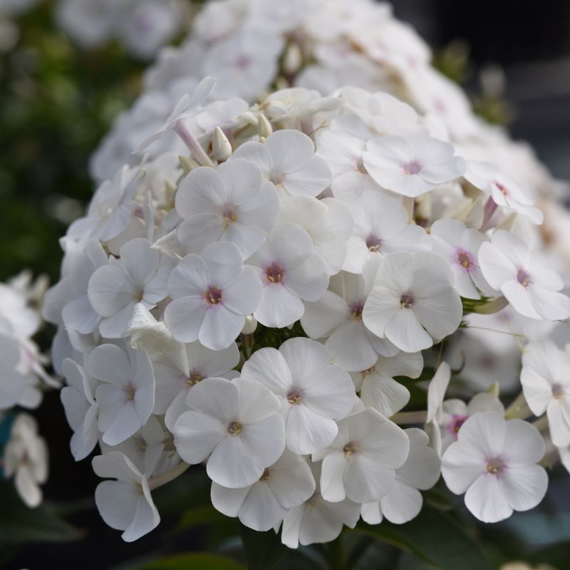 Phlox Super Ka-Pow® White