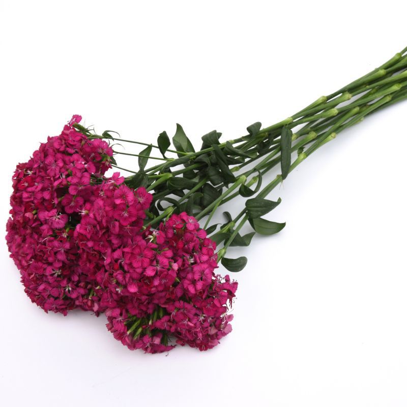 Dianthus Amazon Neon Cherry