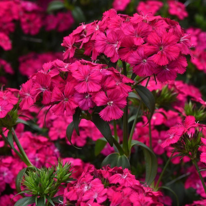 Dianthus Amazon Neon Cherry