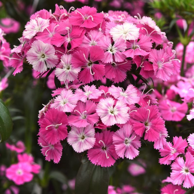 Dianthus Amazon Rose Magic