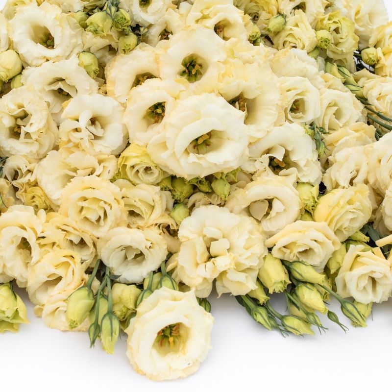 Lisianthus Arena 3 Gold