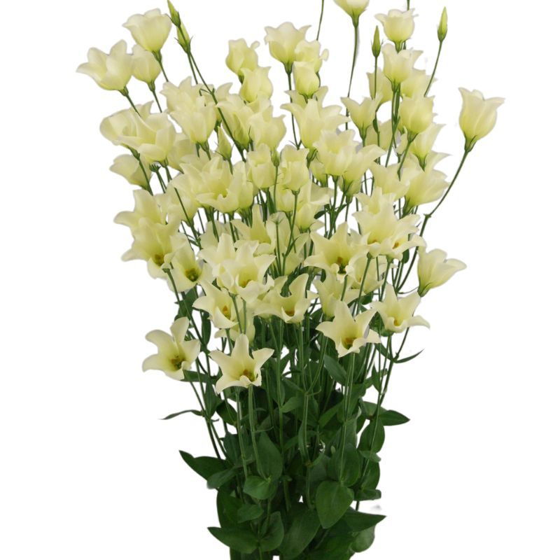 Lisianthus Macherie Green