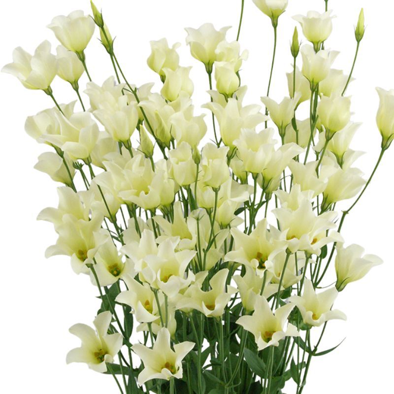 Lisianthus Macherie Green