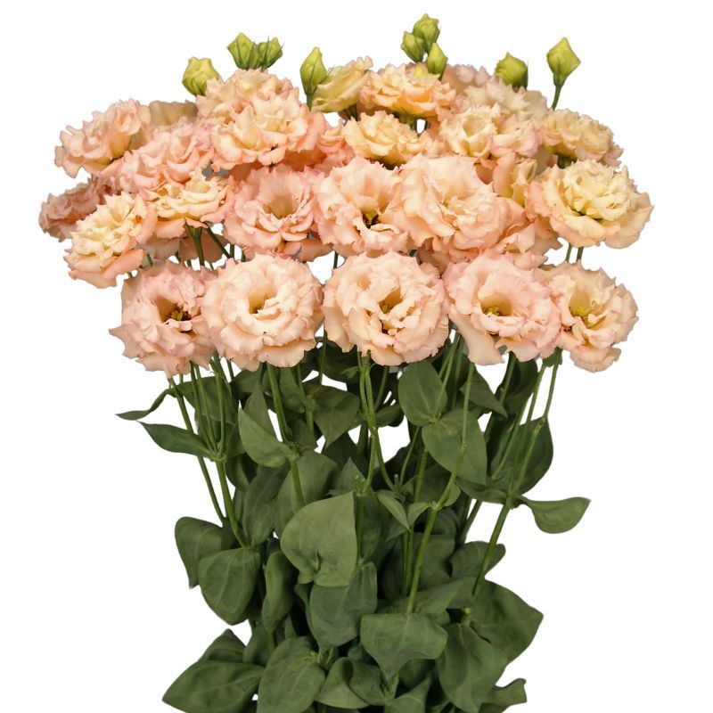 Lisianthus Elegance 3 Mango