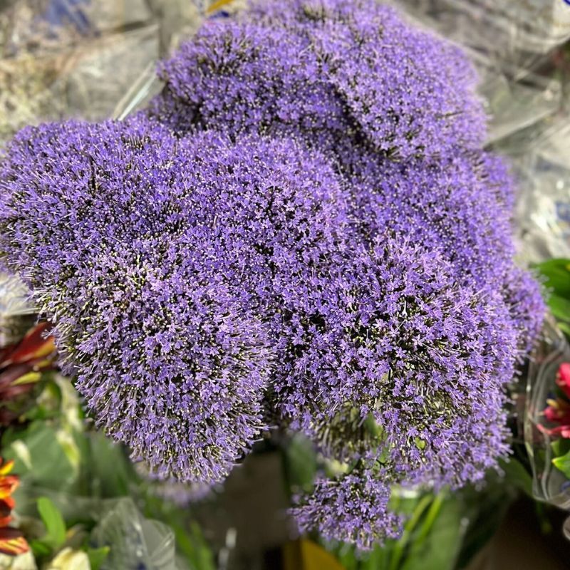 Trachelium Lake Michigan Blue