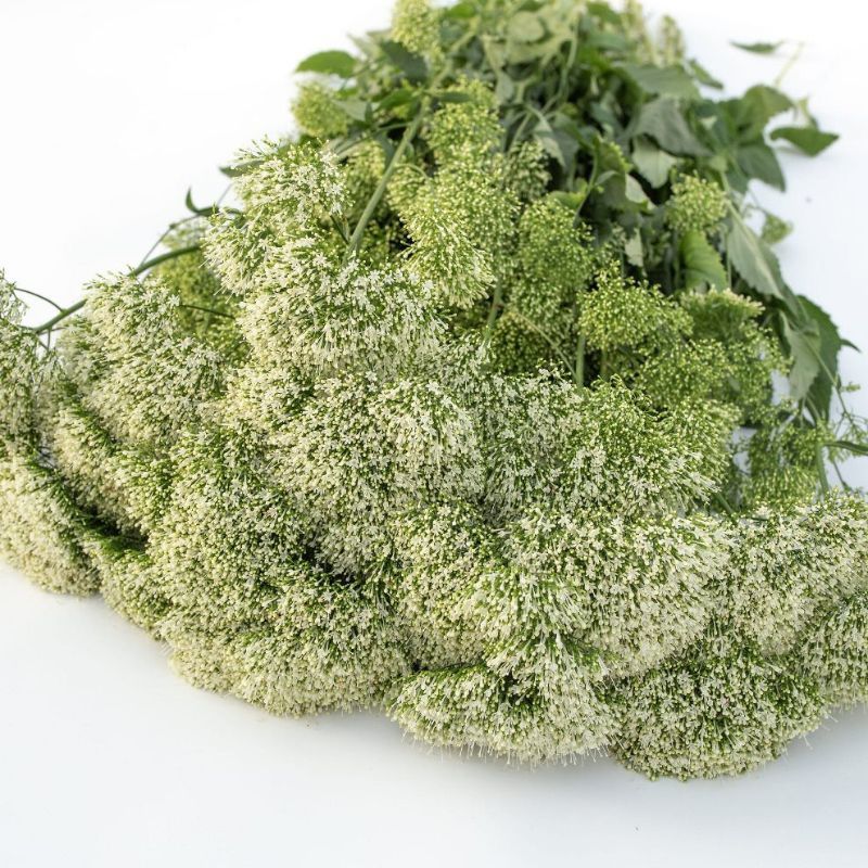 Trachelium Lake Michigan White Trachelium Lake Michigan White