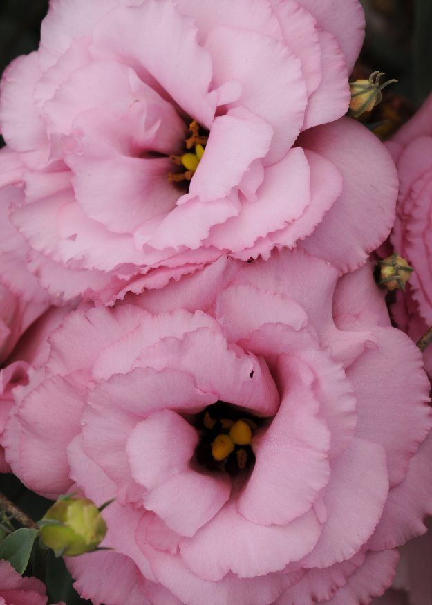 Lisianthus ABC 1 Deep Rose 20