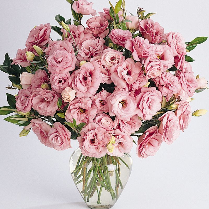 Lisianthus ABC 1 Deep Rose 20