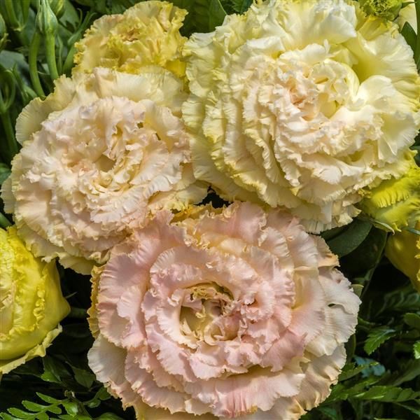 Lisianthus Voyage 2 Champagne 20