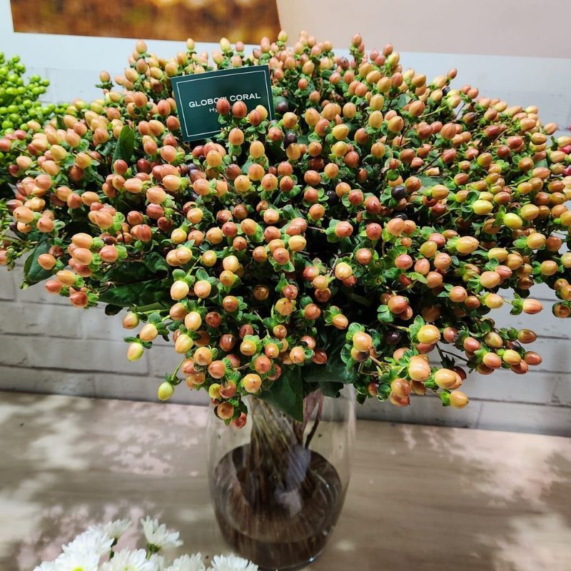 Hypericum Globo™ Coral 4