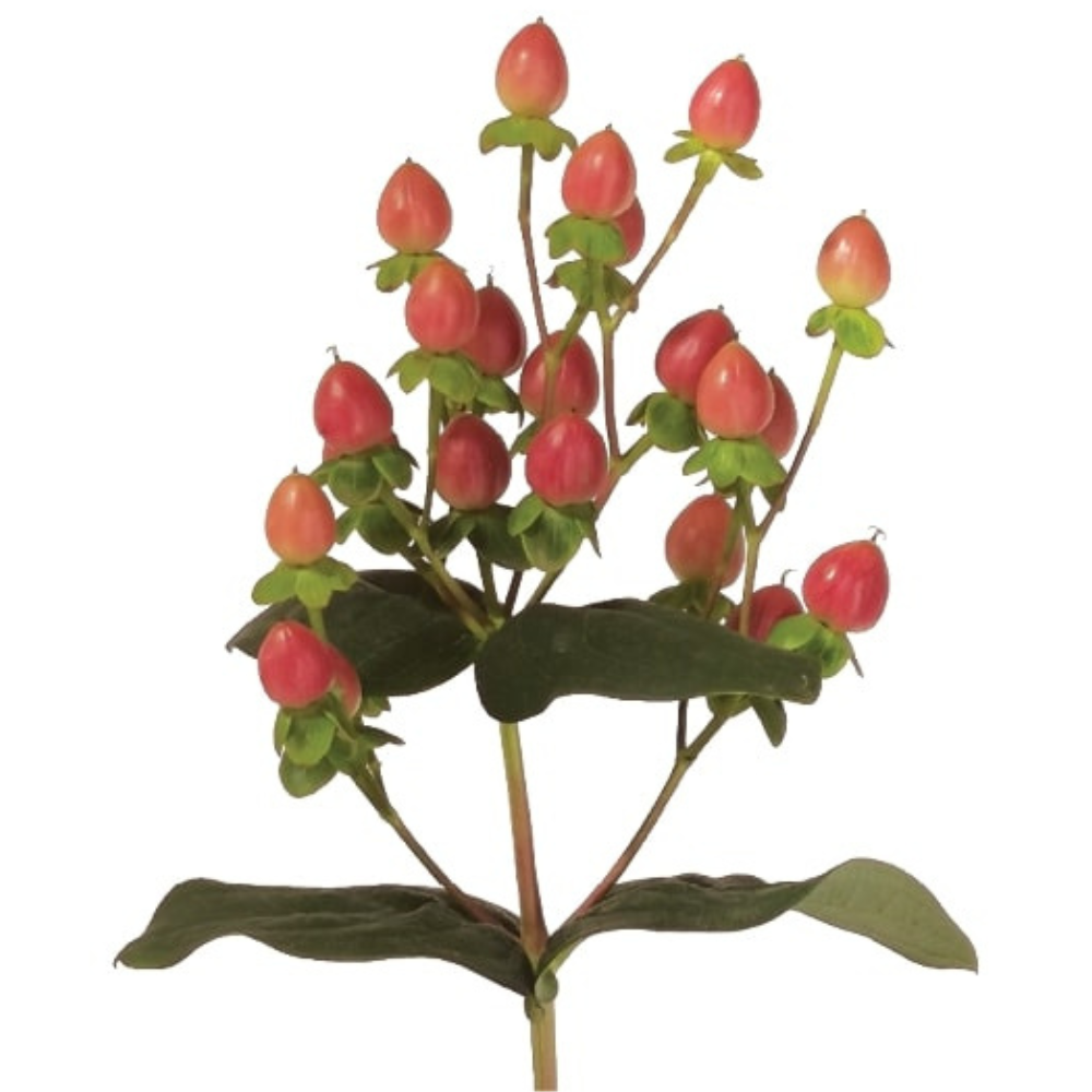Hypericum Globo™ Coral 4