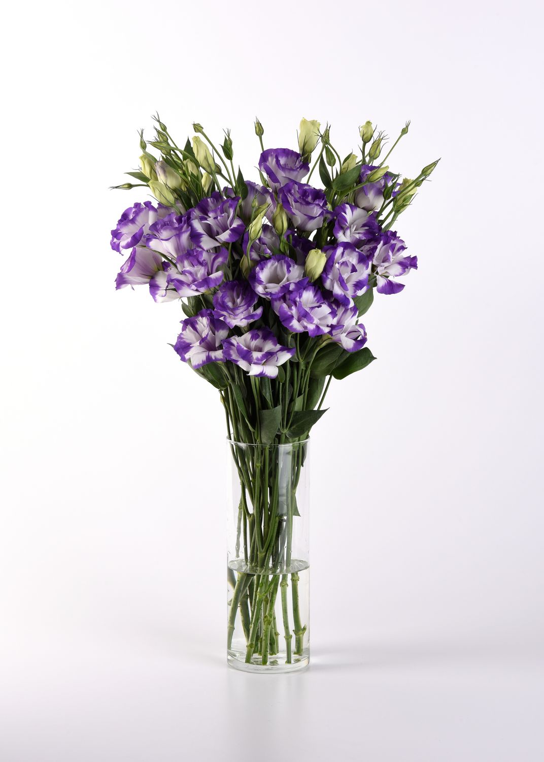 Lisianthus ABC 2 Blue Rim 36