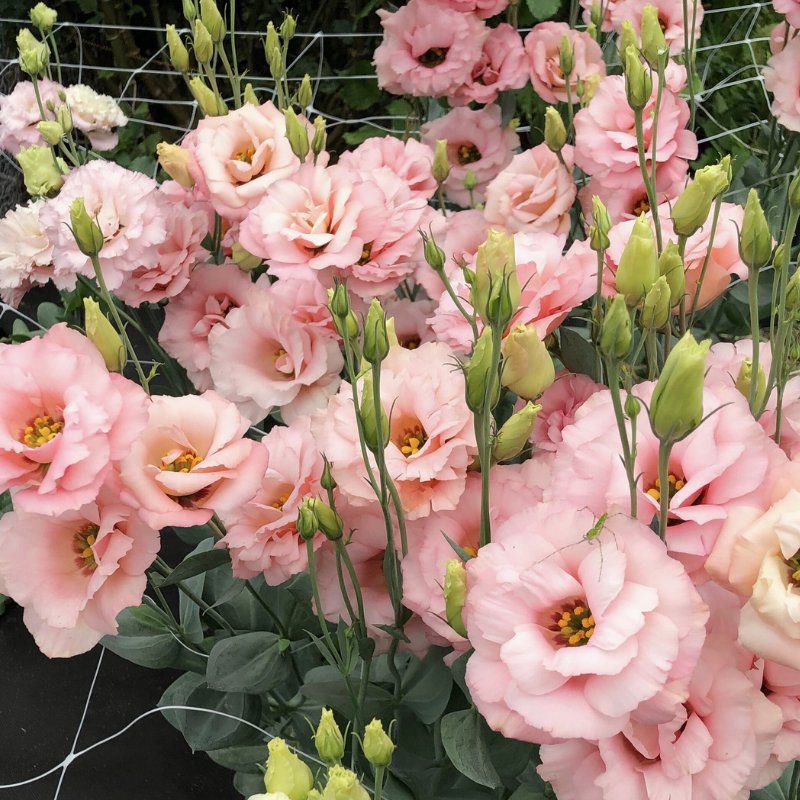Lisianthus Arena 3 Apricot 36