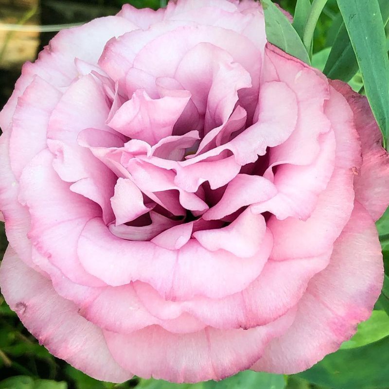 Lisianthus Advantage Cherry Sorbet 36