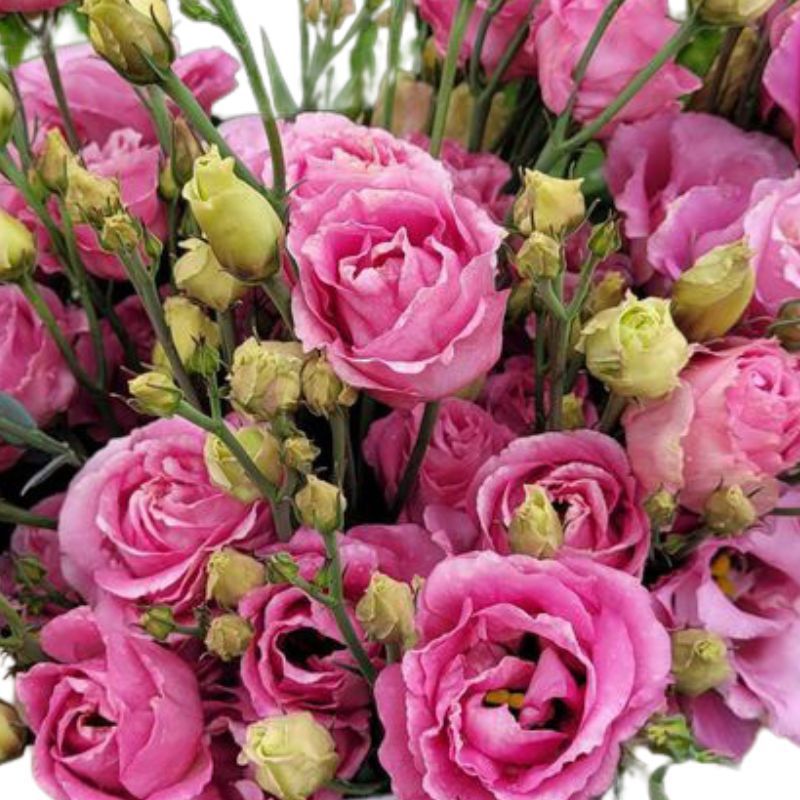 Lisianthus Advantage Cherry Sorbet 36