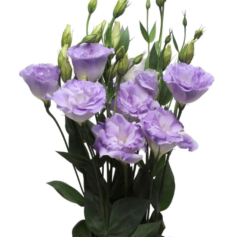 Lisianthus ABC 2 Misty Blue 36