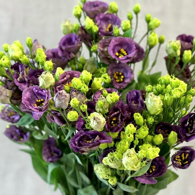 Lisianthus Rosanne 1 Black Pearl 36