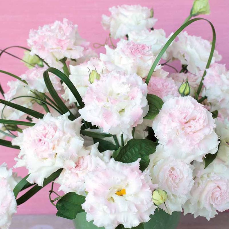 Lisianthus Voyage 2 First Love 36