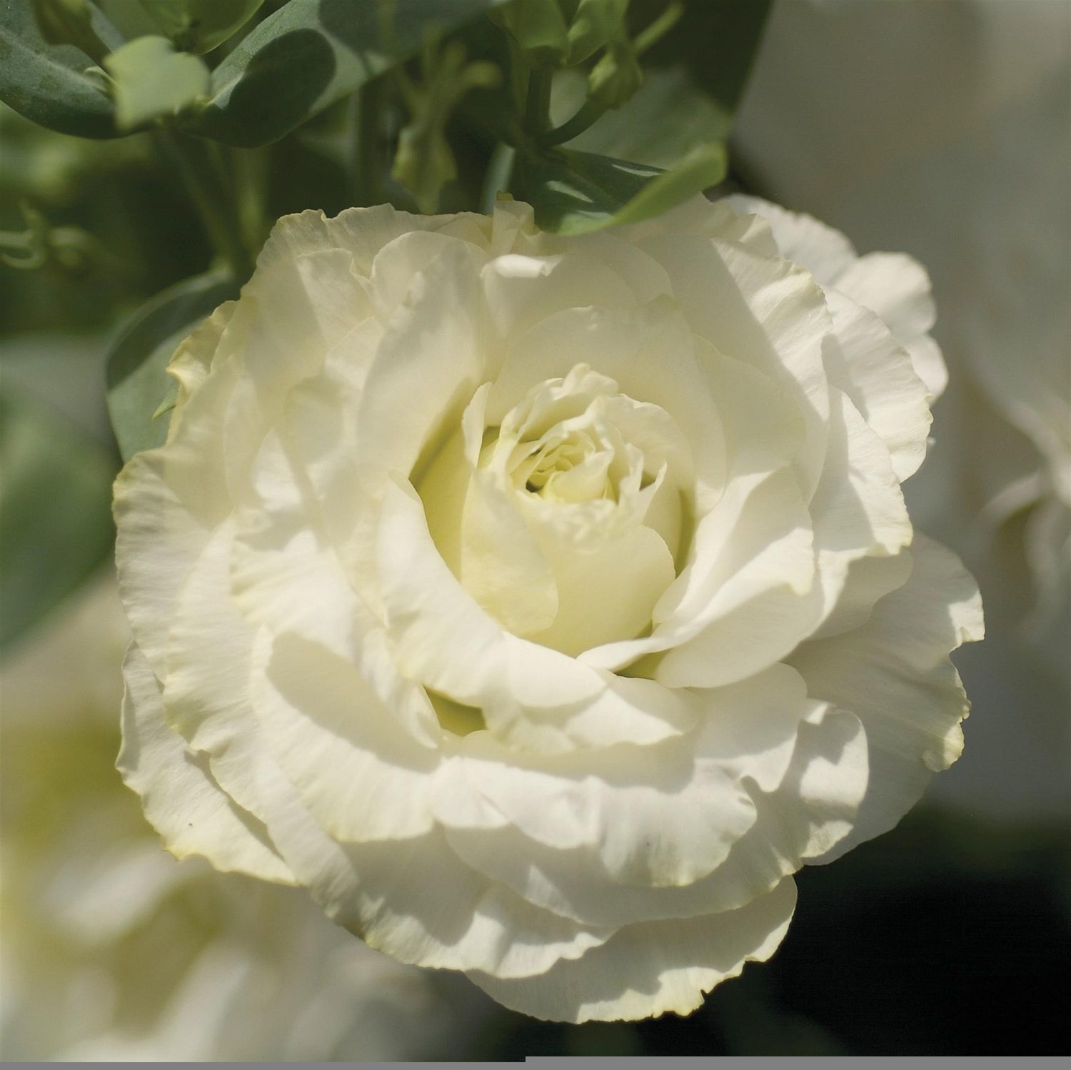 Lisianthus Mariachi Pure White 36
