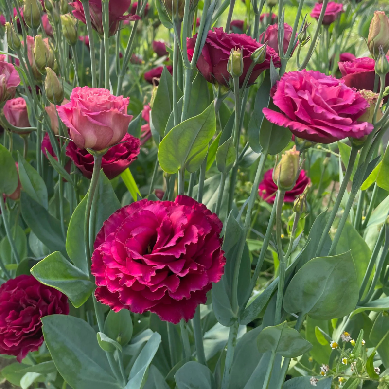 Lisianthus Arosa 3 Red Precooled 36