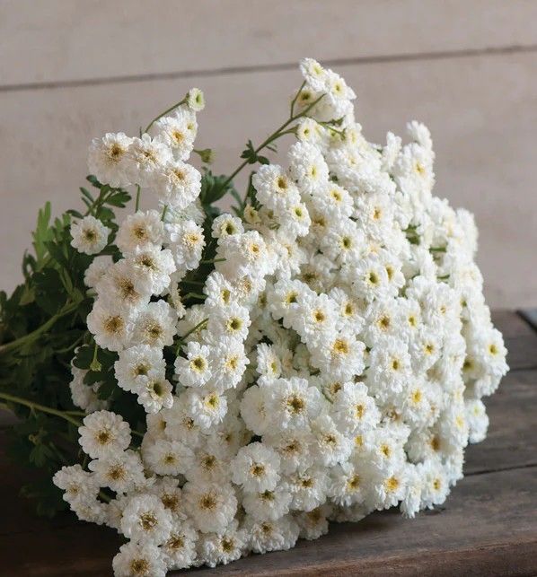 Feverfew Tetra White Wonder - 20