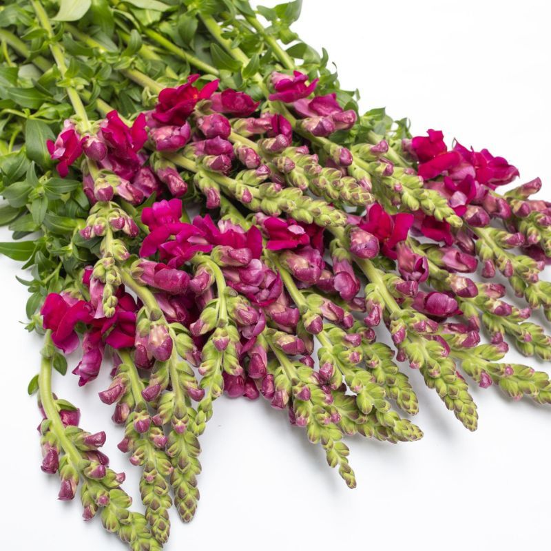 Snapdragon Maryland Royal 40