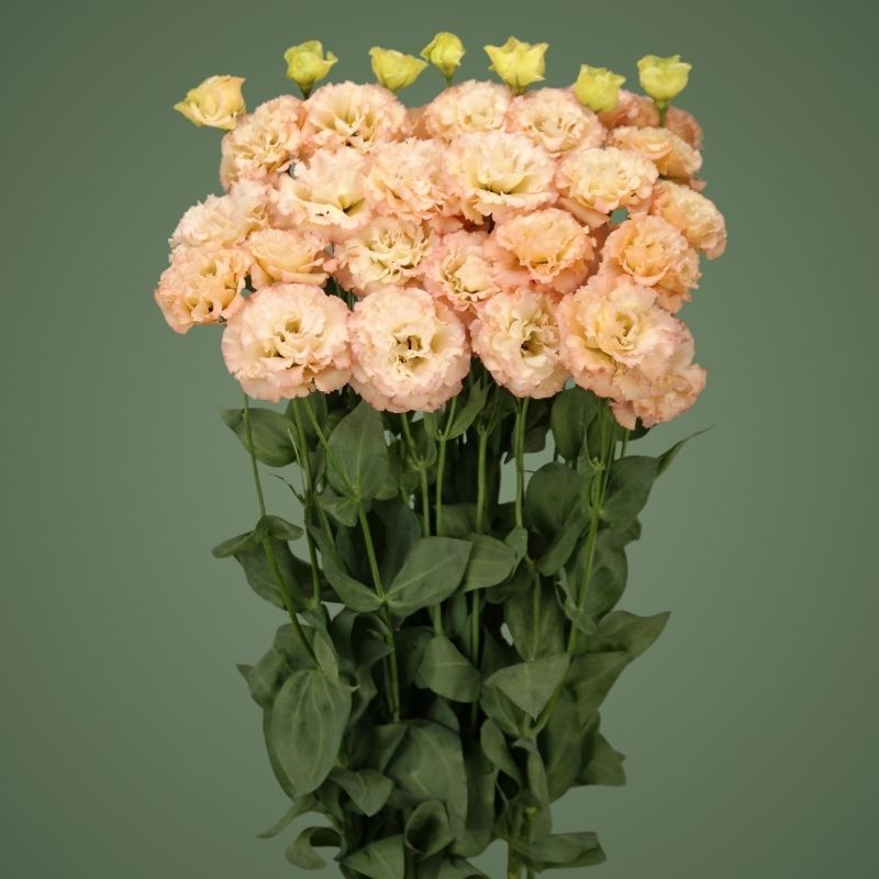 Lisianthus Celeb 2 Apricot