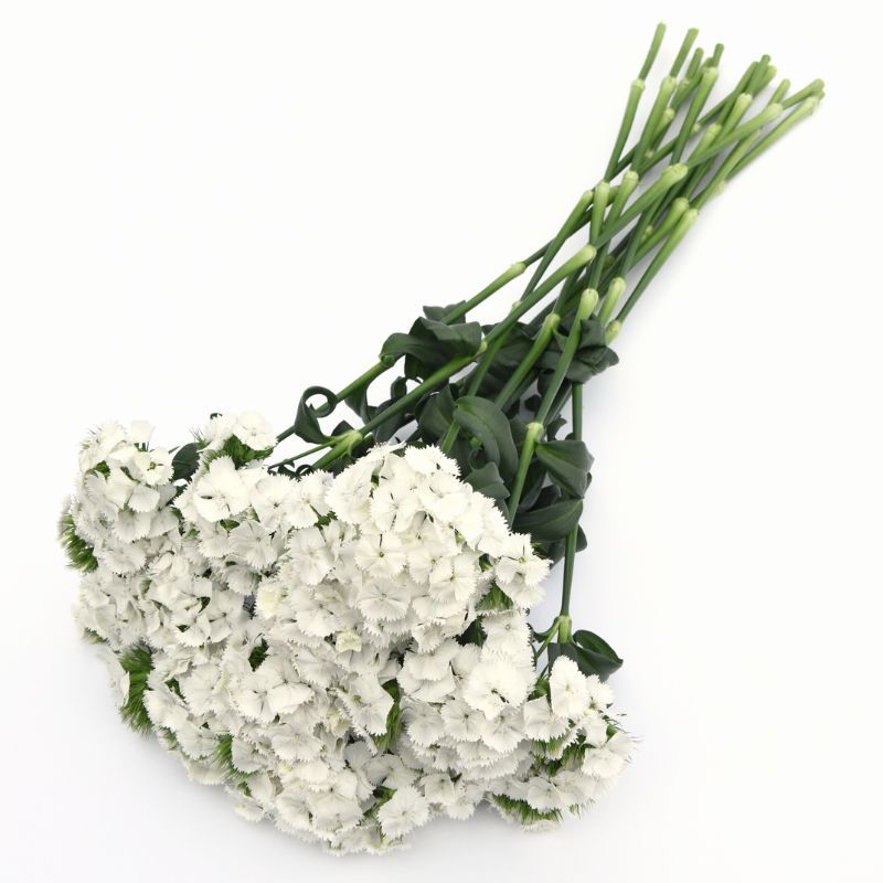 Dianthus Sweet  White