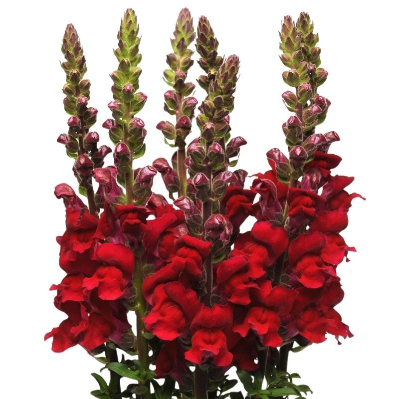 Snapdragon Maryland Red 40