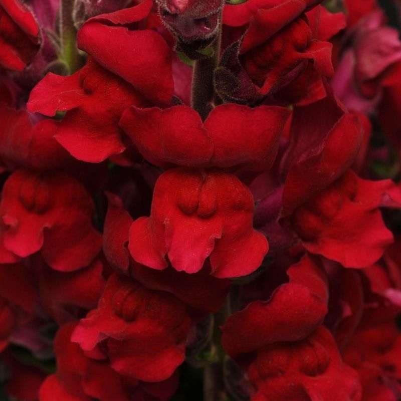 Snapdragon Maryland Red 40