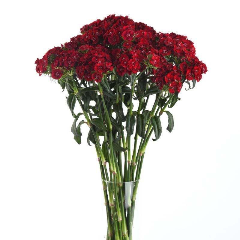 Dianthus Sweet Red