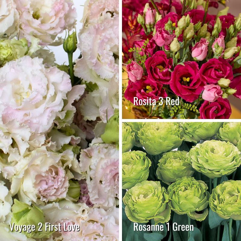 Lisianthus: Voyage First Love, Rosita Red &amp; Rosanne Green