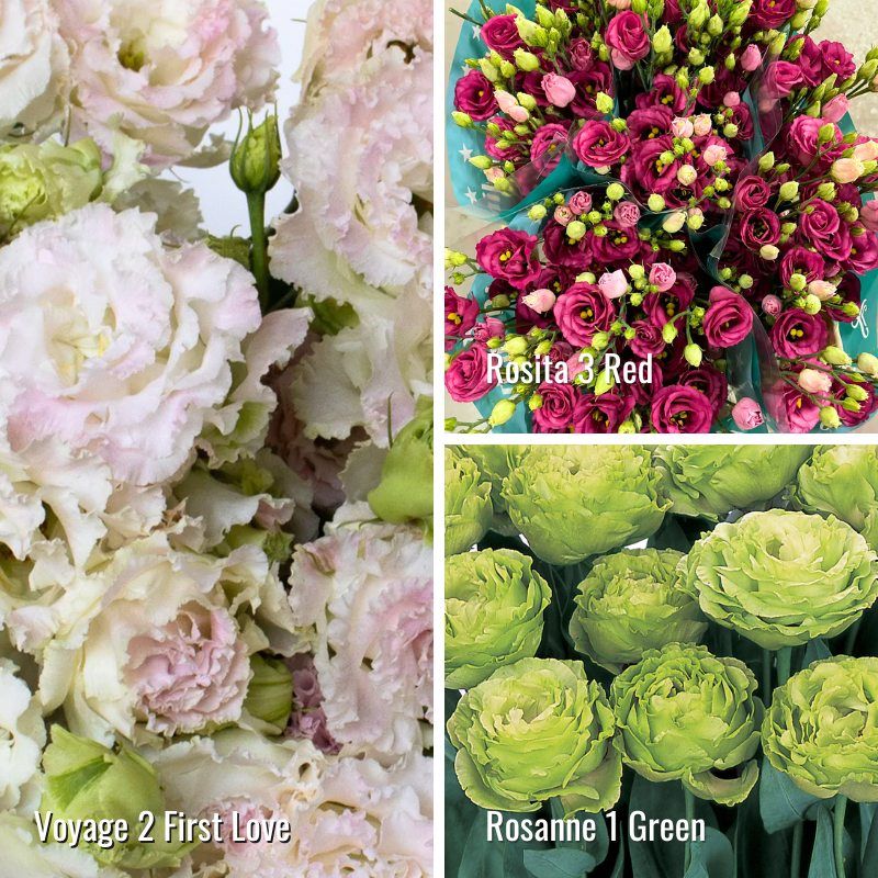 Lisianthus: Voyage First Love, Rosita Red &amp; Rosanne Green