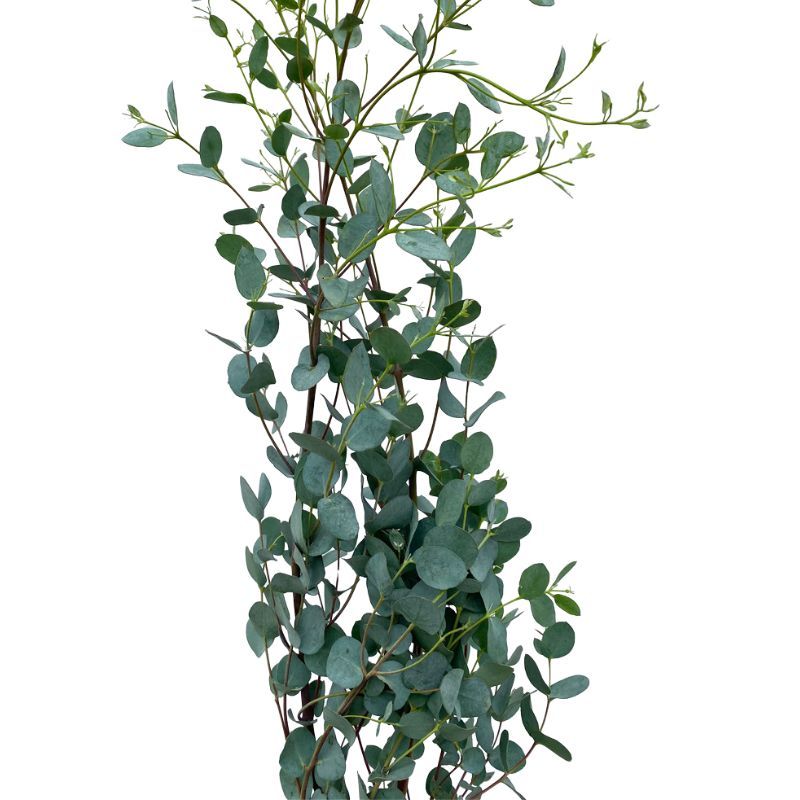 Eucalyptus Gunnii Silver Drop Eucalyptus Gunnii Silver Drop