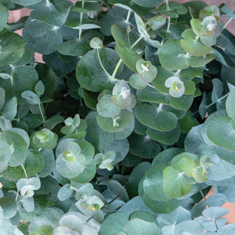 Eucalyptus Bundle: 10 Cinerea 10 Polyanthemos 10 Gunnii