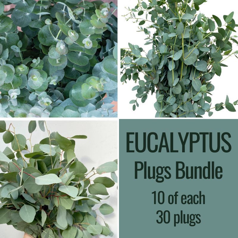 Eucalyptus Bundle: 10 Cinerea 10 Polyanthemos 10 Gunnii
