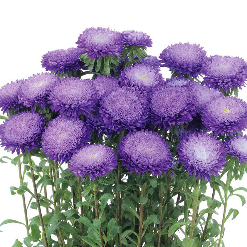 Aster Azumi XL Blue