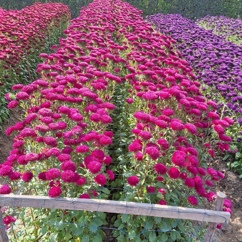 Aster Azumi XL Rose