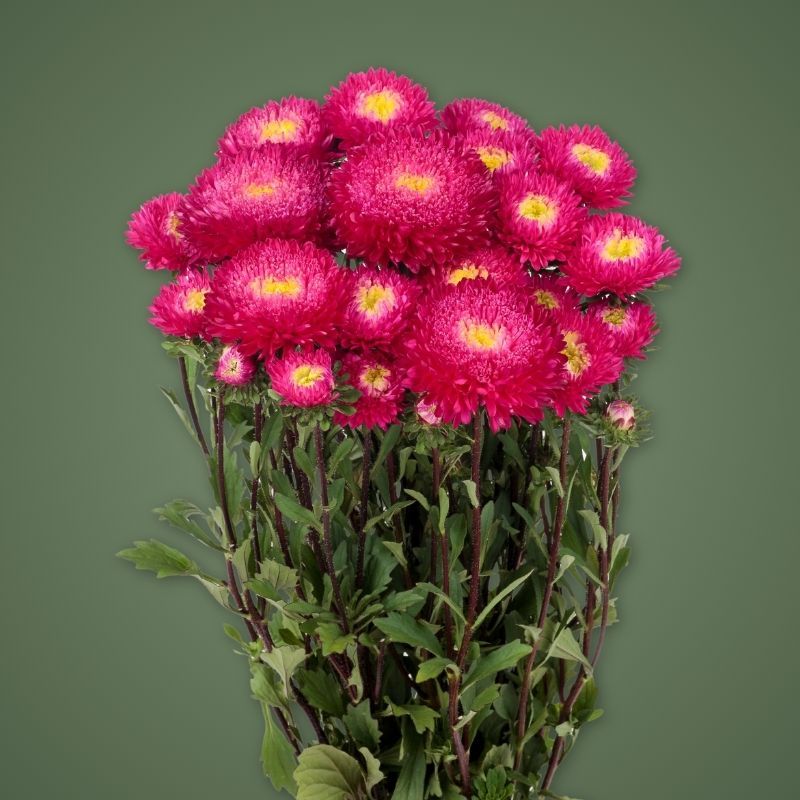 Aster Azumi XL Rose