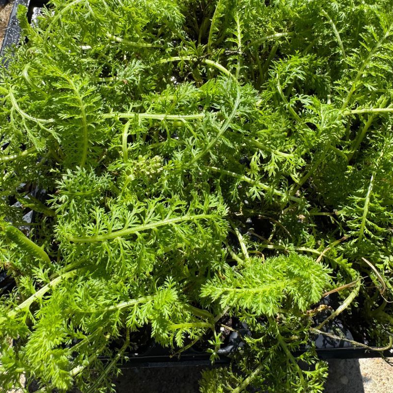 Yarrow New Vintage™ Terracotta