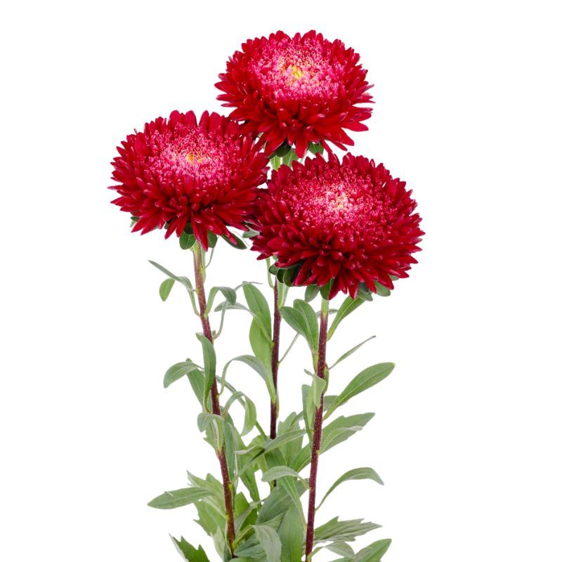 Aster Azumi XL Red