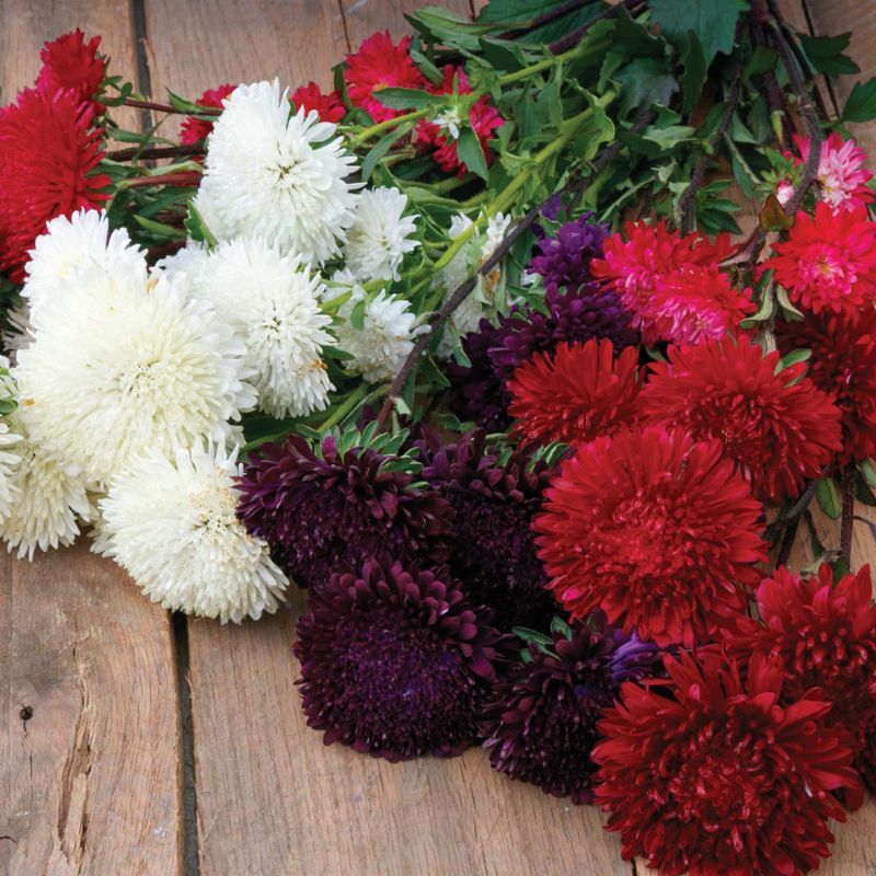Aster Azumi XL Red