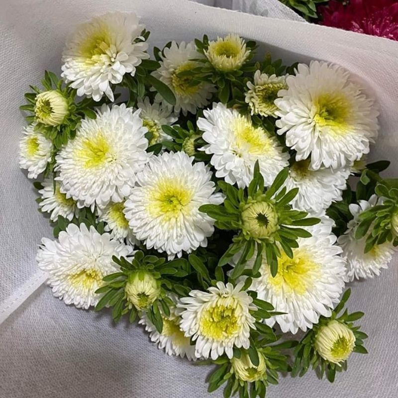 Aster Azumi XL White